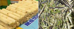 Automatic-Sugar-Cane-Peeling-and-Cutting-Machine-Result