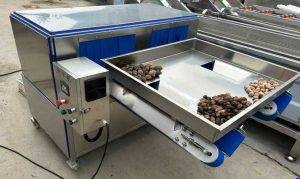 Double Belt Areca Catechu Betel Nut Half Dividing Cutting Machine Double Belt Areca Catechu Betel Nut Half Dividing Cutting Machine